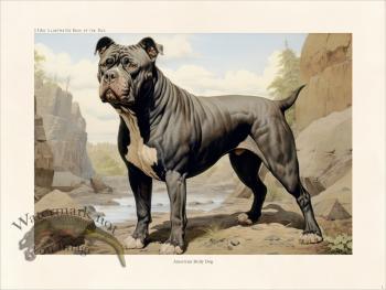 CFA Dog American Bully Dog 01